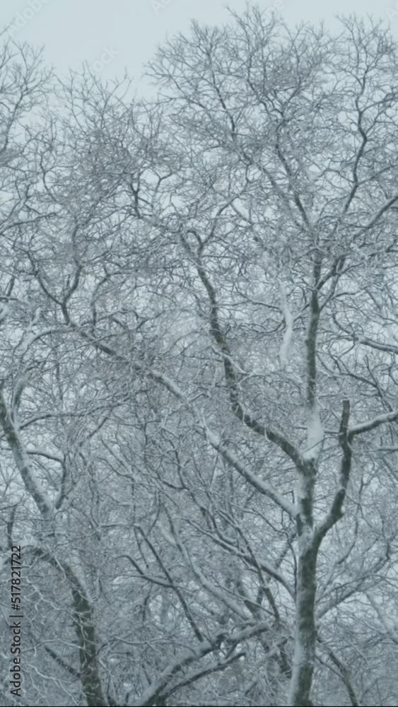 VERTICAL VIDEO: Trees covered with snow sway in the wind, on background of strong snowfall VERTICAL VIDEO: Trees covered with snow sway in the wind, on background of strong snowfall
