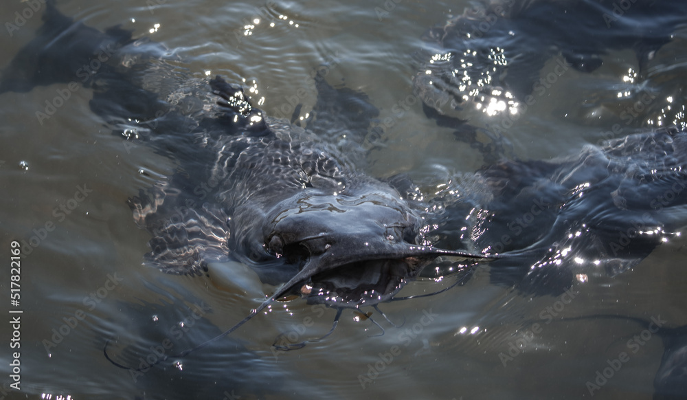 Obraz premium Catfish in the water