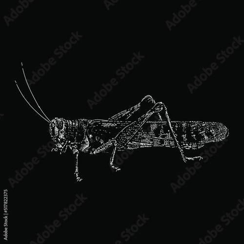 Desert Locust hand drawing vector illustration isolated on black background