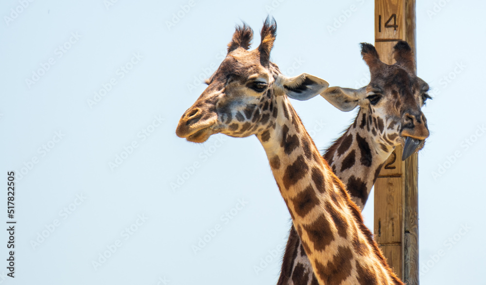 Naklejka premium Giraffe
