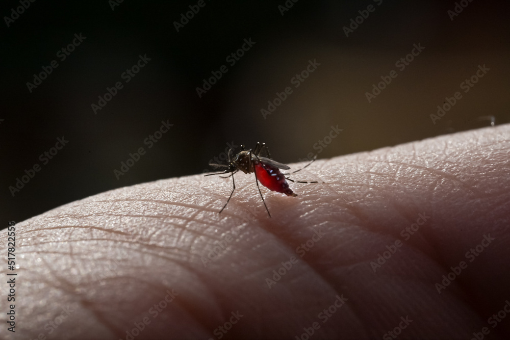 Striped mosquitoes are eating blood on hand skin.Mosquitoes are carriers of leishmaniasis, encephalitis, yellow fever, dengue, malaria disease, mayaro or zika virus infectious. Striped mosquitoes are eating blood on hand skin.Mosquitoes are carriers of leishmaniasis, encephalitis, yellow fever, dengue, malaria disease, mayaro or zika virus infectious.