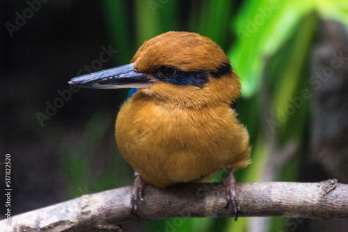 Guam kingfisher