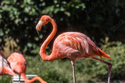 Standing flamingo © Michael Tipton