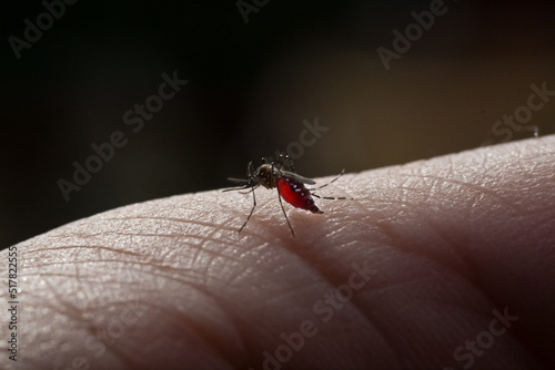 Striped mosquitoes are eating blood on hand skin.Mosquitoes are carriers of leishmaniasis, encephalitis, yellow fever, dengue, malaria disease, mayaro or zika virus infectious. photo