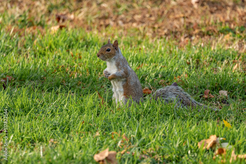 Squirrel on the grass