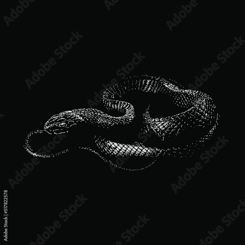 Eastern Indigo Snake hand drawing vector illustration isolated on black background photo