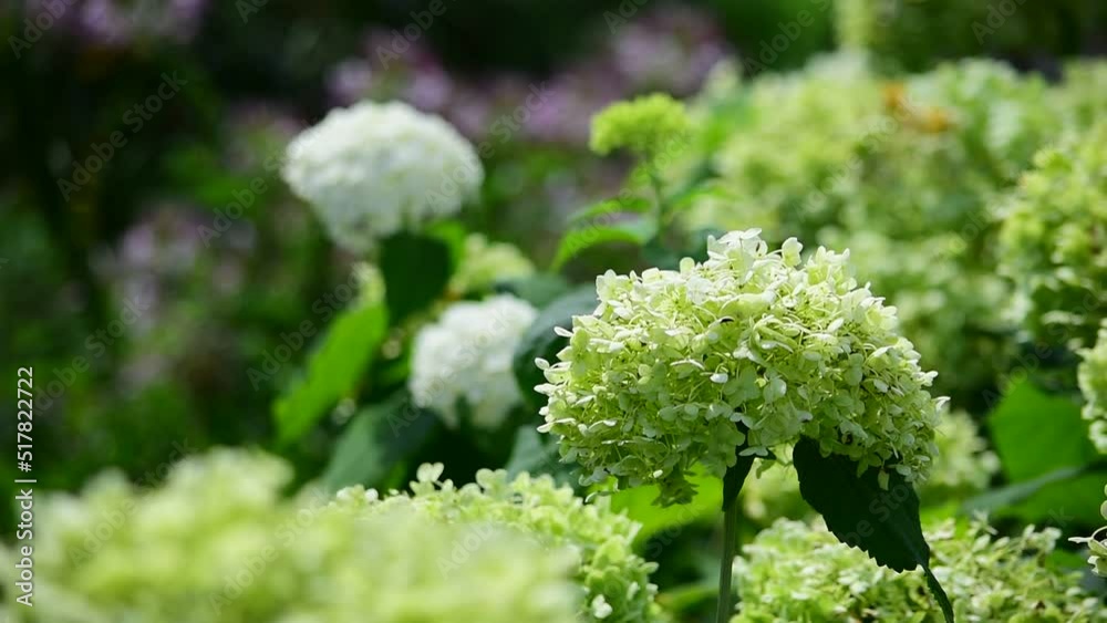 花壇にあるととても良く目立ちます。「オオデマリ(スノーボール)」 花壇にあるととても良く目立ちます。「オオデマリ(スノーボール)」