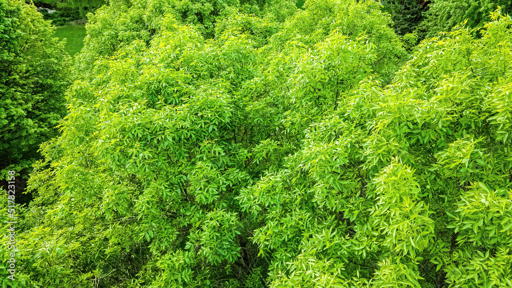 Aerial view of vibrant trees