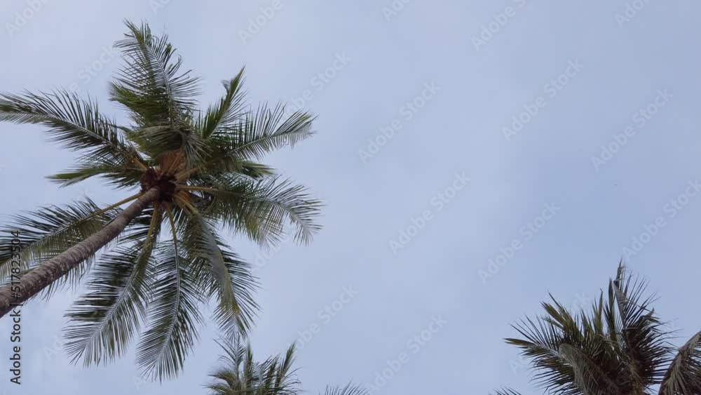 Slow-motion view of coconut palm trees against sky near beach on the tropical island with sunlight through. Coconut palm trees bottom view. Green palm tree with blue sky background Slow-motion view of coconut palm trees against sky near beach on the tropical island with sunlight through. Coconut palm trees bottom view. Green palm tree with blue sky background