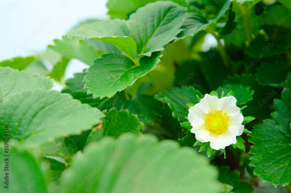 イチゴの花 イチゴの花