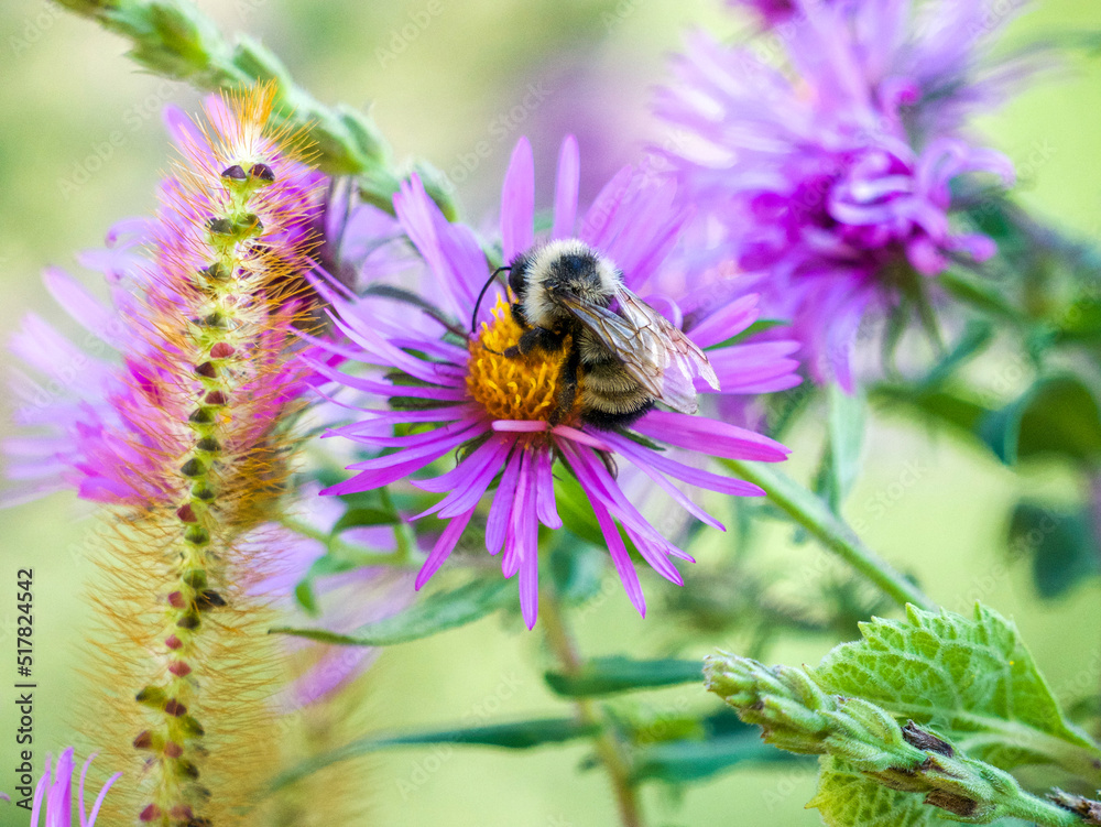 bee on flower bee on flower