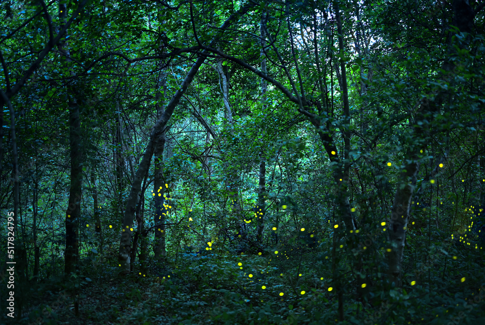 Naklejka premium Abstract and bokeh light firefly flying in the forest. Fireflies (Lampyridae) flying in the bush at night time in Thailand.Long exposure photo.