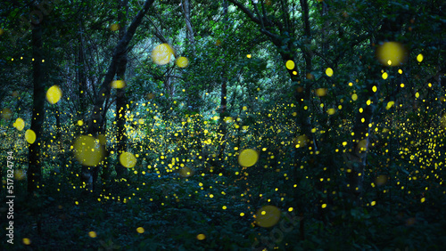Abstract and bokeh light firefly flying in the forest. Fireflies (Lampyridae) flying in the bush at night time in Thailand.Long exposure photo. © arcyto