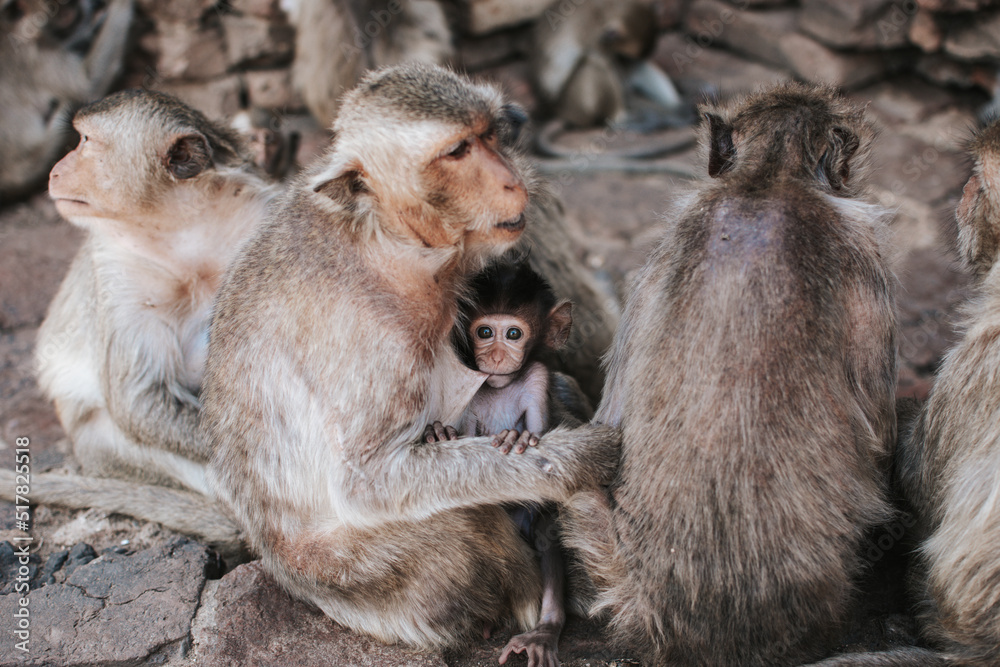 Long Tail Macaque baby looking at camera while drinking milk from his mother. Long Tail Macaque baby looking at camera while drinking milk from his mother.
