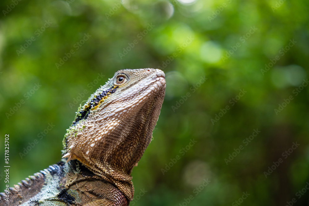 Obraz premium Frill-neck lizard portrait in rainforest with green trees and sunlight shining through
