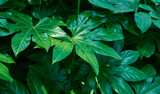 Green bush Japan Fatsia leaves