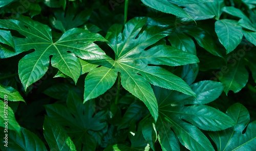 Green bush Japan Fatsia leaves © kody_king
