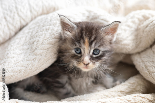 Pets. cute little maine coon breeds kitten is wrapped in a blanket. Pet Care © Анна Брусницына
