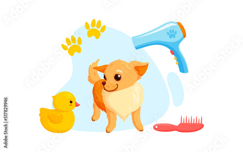 Dog grooming with dryer, combs and rubber ducks. Playful chihuahua puppy in grooming service. Vector illustration in cute cartoon style