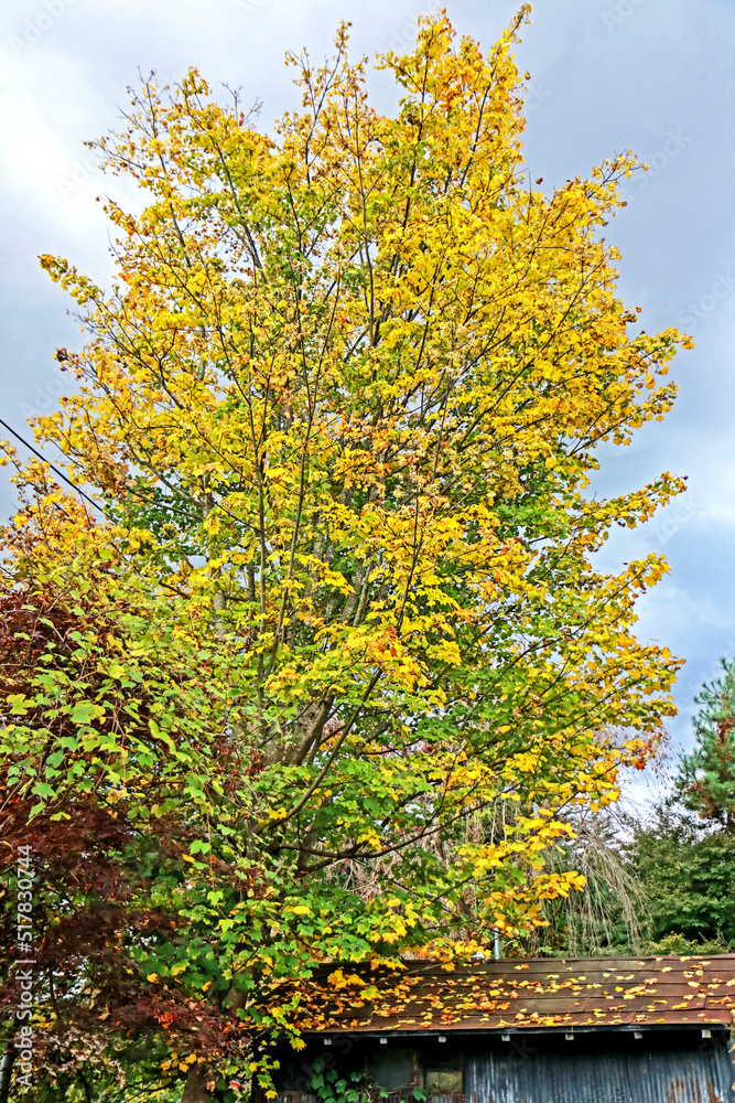 Fototapeta premium The autumn season leaf in Japan