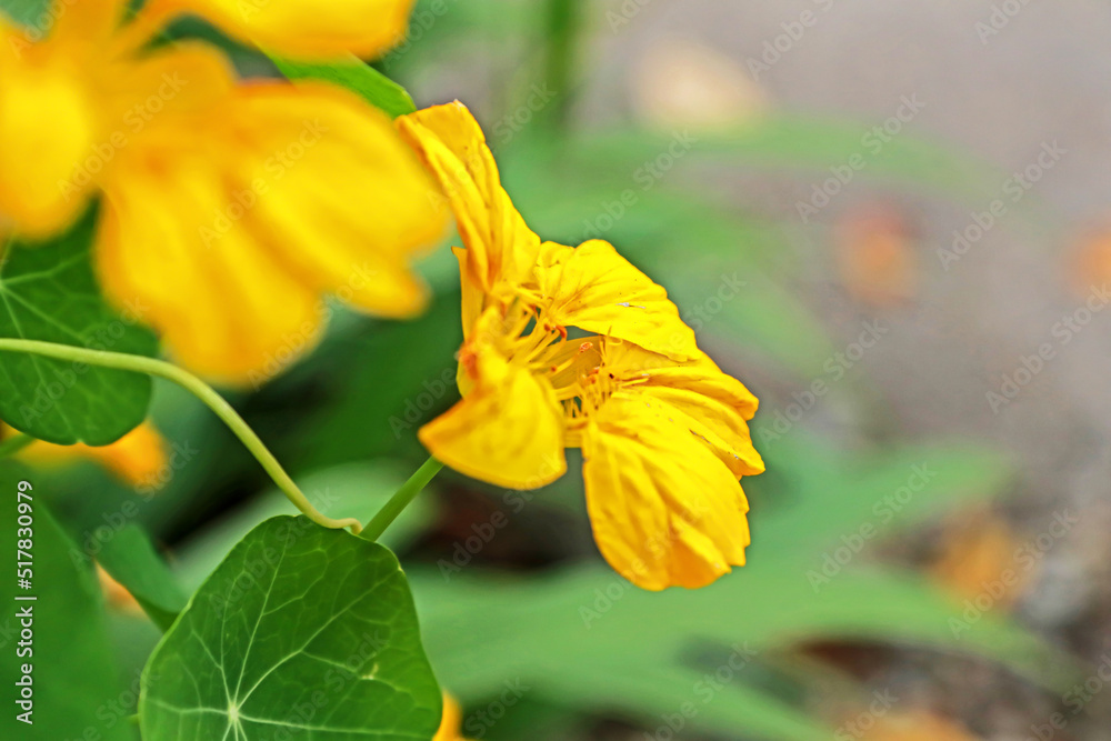 yellow flower in the garden