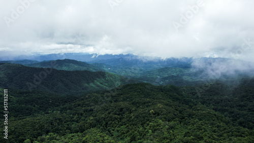 in the forest and green trees