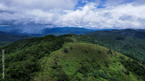 in the forest and green trees