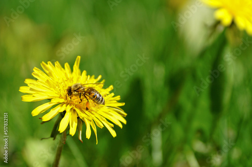 Wallpaper Mural bee on dandelion in the grass Torontodigital.ca