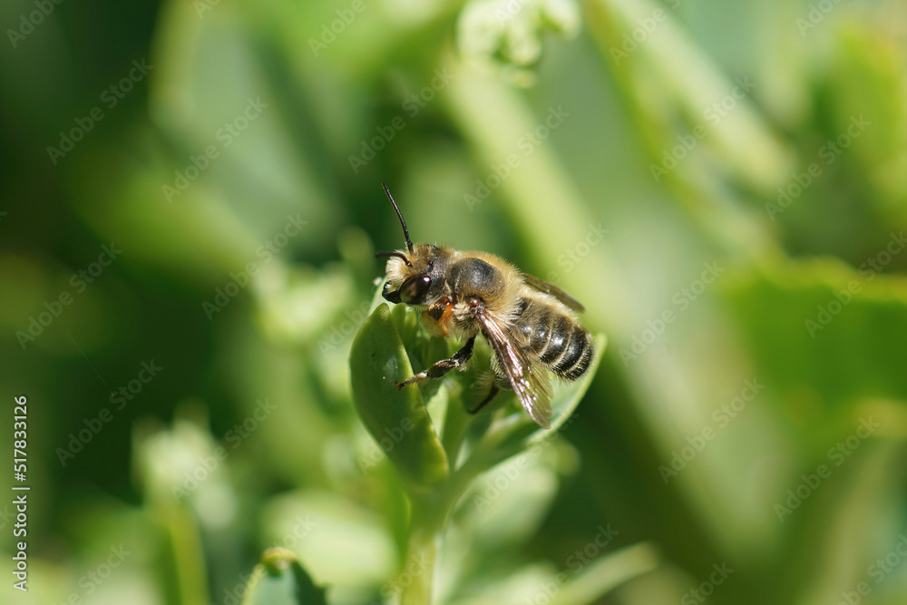 Closeup on a male Willughby's leafcutter bee, Megachile willughbiella, sitting on a green leaf in the garden Closeup on a male Willughby's leafcutter bee, Megachile willughbiella, sitting on a green leaf in the garden