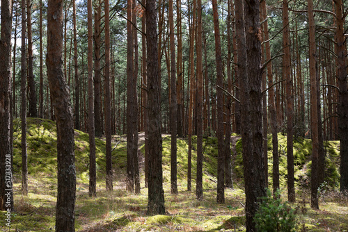 Fototapeta Naklejka Na Ścianę i Meble -  Forest tall trees on a sunny day. Kampinoski National Park in Poland
