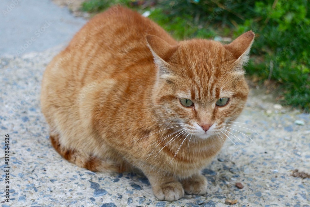 Blonde Cat Stock Photo Adobe Stock