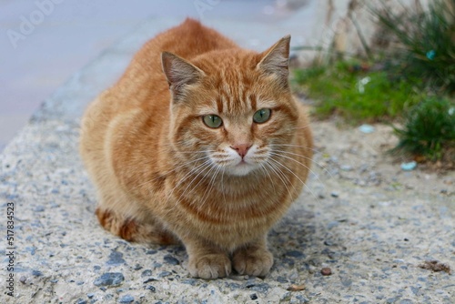 Blonde Cat