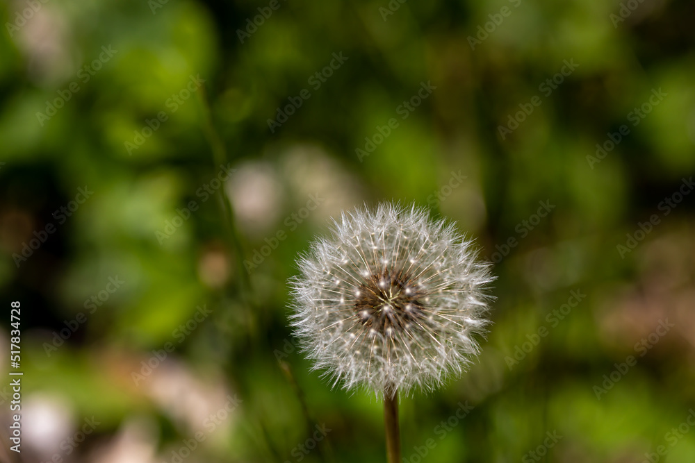 Taraxacum officinale growing in meadow, close up shoot Taraxacum officinale growing in meadow, close up shoot