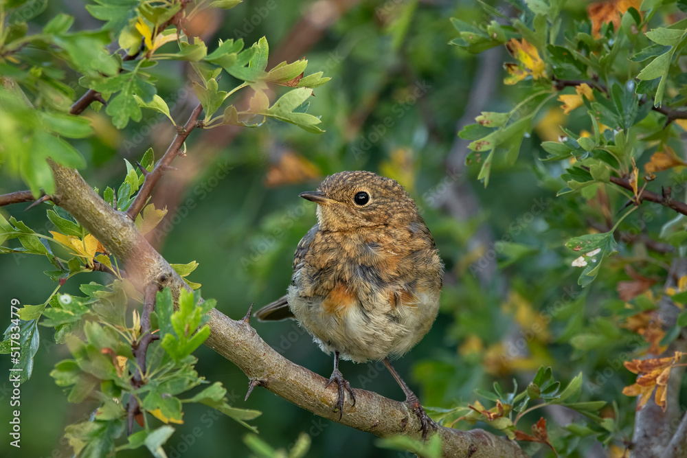 Juvenile Robin (Erithacus rubecula) in Hawthorn tree (Crataegus monogyna) in summer Juvenile Robin (Erithacus rubecula) in Hawthorn tree (Crataegus monogyna) in summer