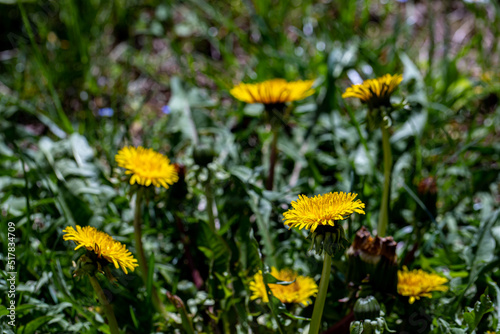 Taraxacum officinale in meadow, close up 