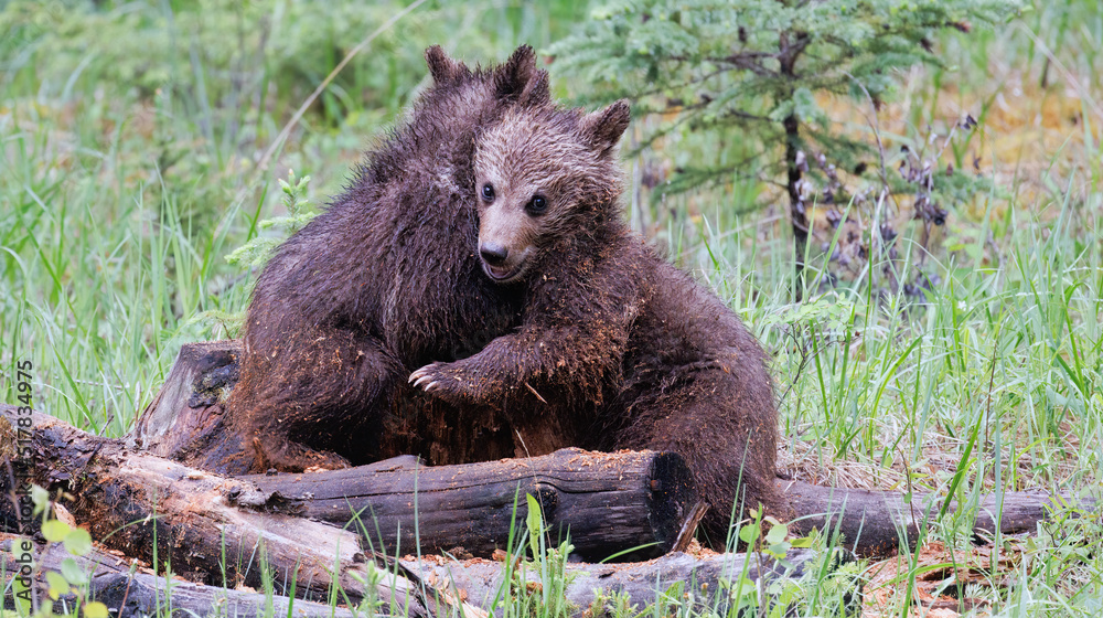Fototapeta premium Two spring grizzly cubs playing