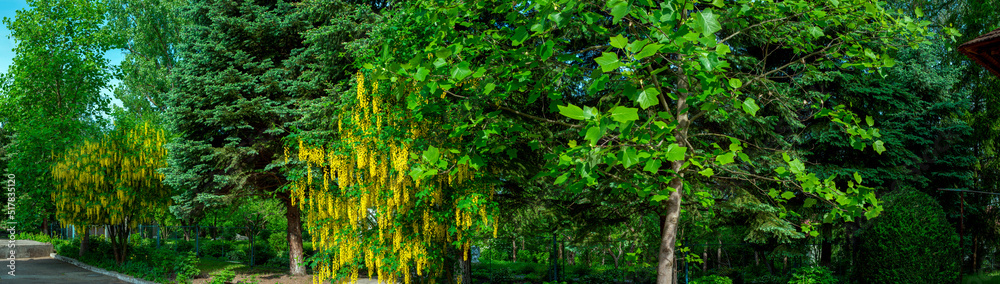 Panorama of trees Panorama of trees
