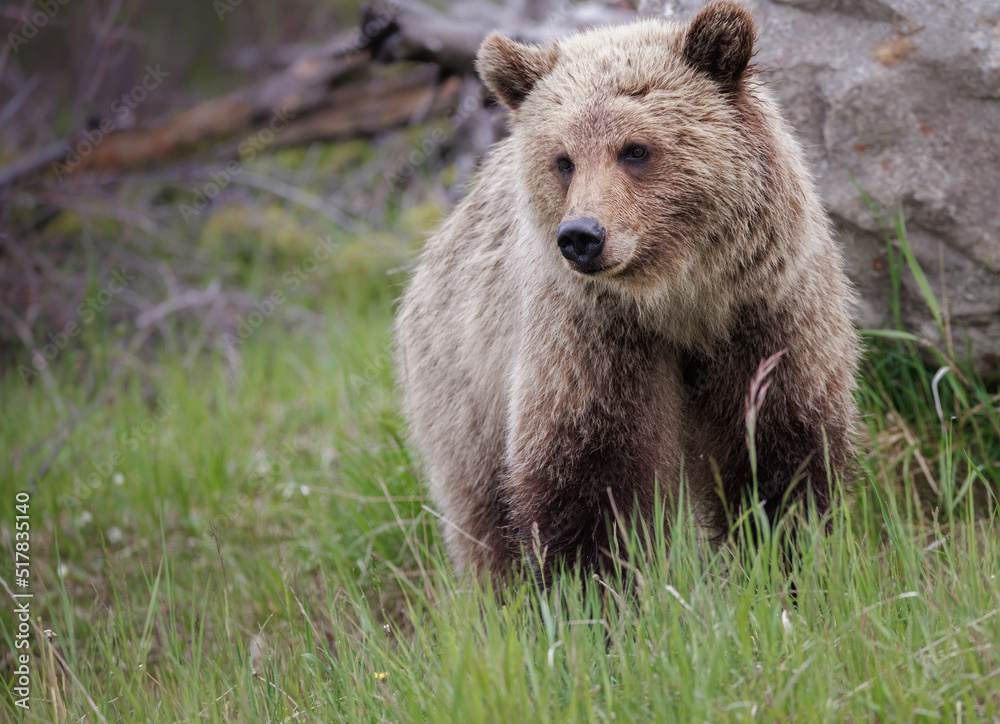 A blonde grizzly cub A blonde grizzly cub