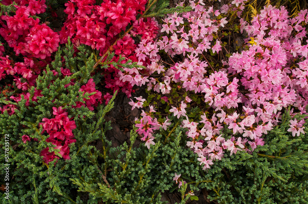 Rhododendron flowers in the landscape, paths and green grass. Rhododendron flowers in the landscape, paths and green grass.