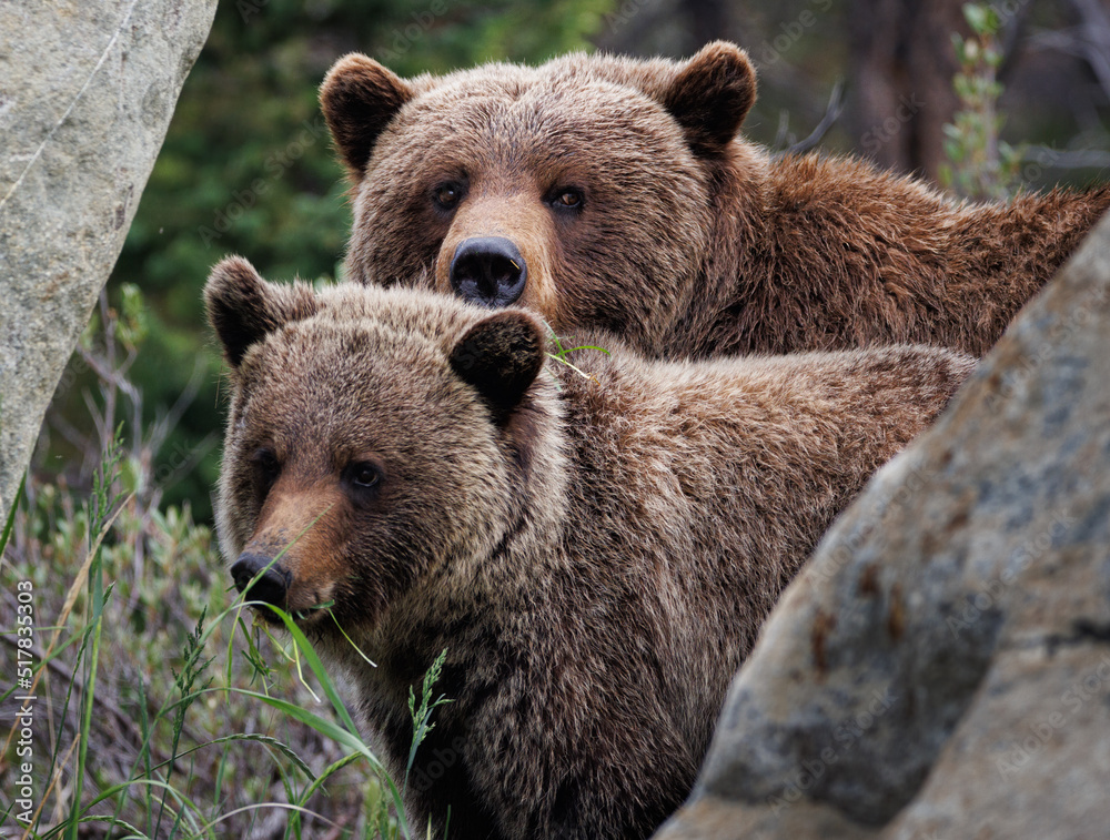 Obraz premium A mother grizzly and cub framed between two rocks