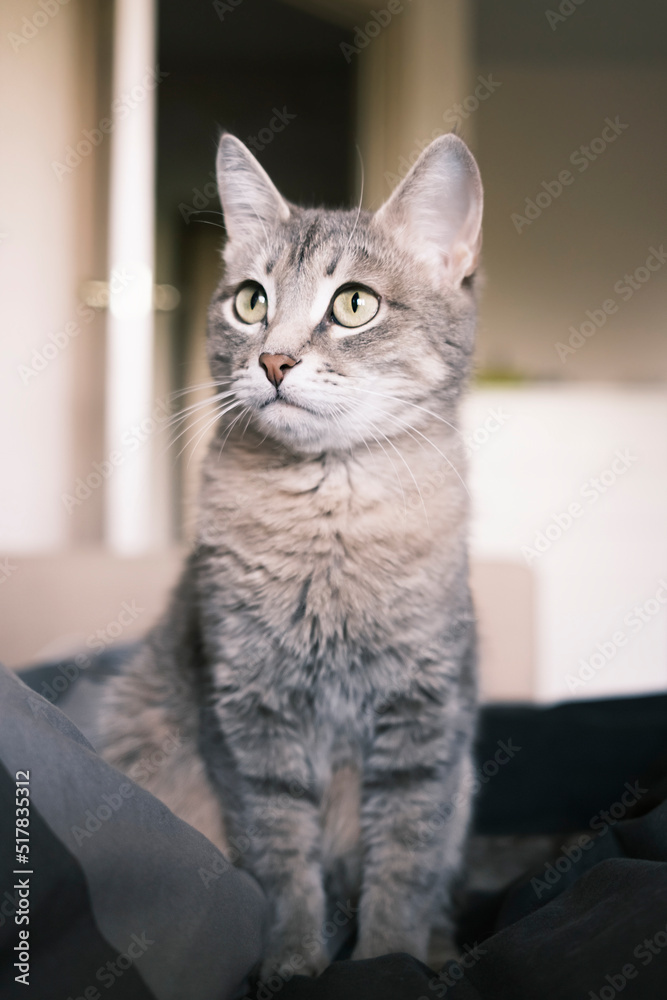 A striped gray cat with yellow eyes. A domestic cat sitting on the bed... A striped gray cat with yellow eyes. A domestic cat sitting on the bed...