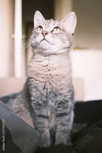 A striped gray cat with yellow eyes. A domestic cat sitting on the bed...