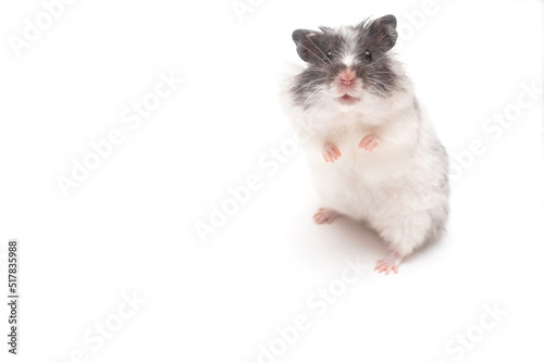White hamster standing and looking at the camera © epovdima