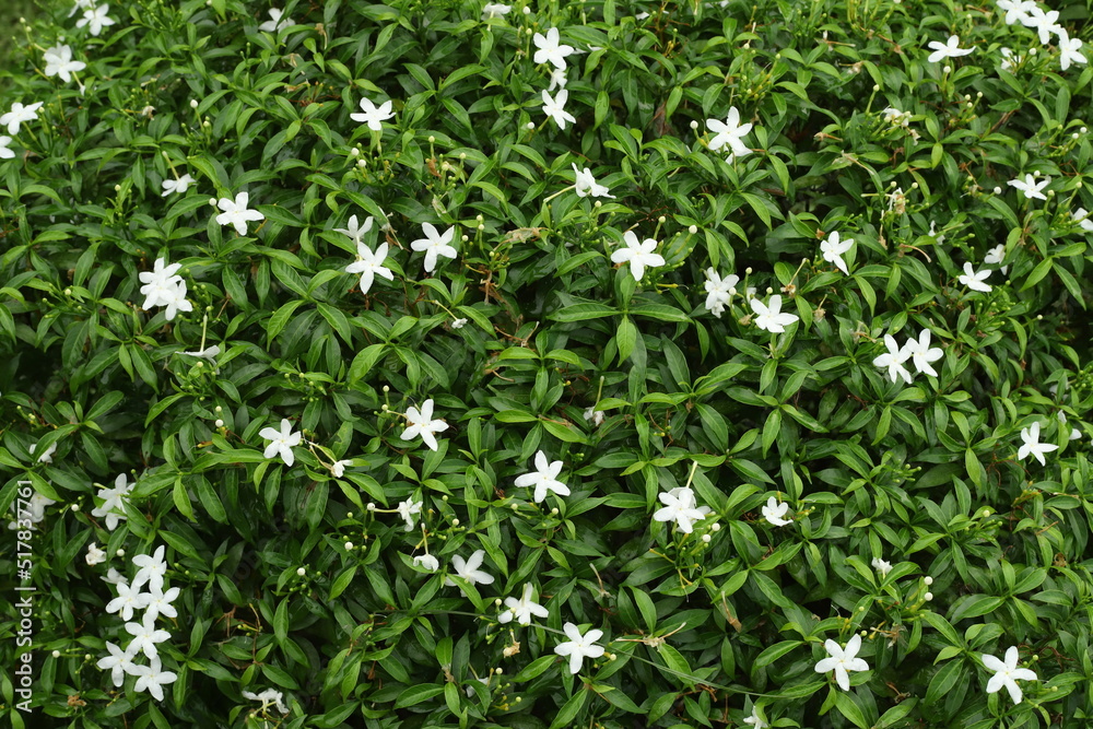 Background green leaves, plant of leaf green jungle nature, nice flower abstract green leaves and wallpaper, for design Background green leaves, plant of leaf green jungle nature, nice flower abstract green leaves and wallpaper, for design