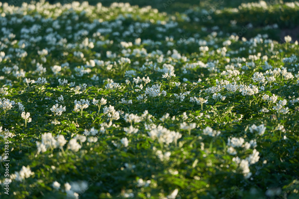A flowering potato field a summer morning at Toten, Oppland, Norway. A flowering potato field a summer morning at Toten, Oppland, Norway.