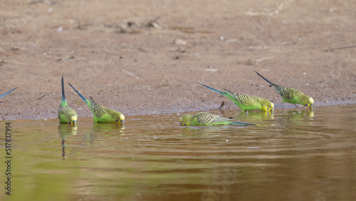 a budgerigar flock drinking at redbank waterhole photo