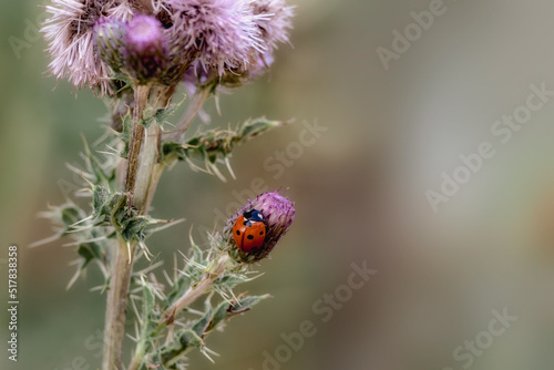 Habitat image of 7-spot Ladybird (Coccinella septempunctata) on thistle flower in a meadow
