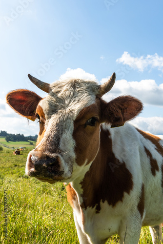 Happy cow portrait in summer at green meadow © marcin jucha