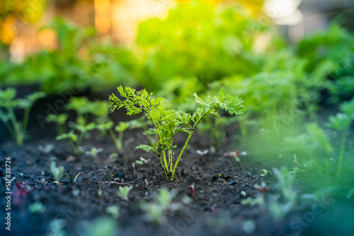 Close-up young carrot sprouts grow in the soil on a garden bed with a blurred background at sunrise