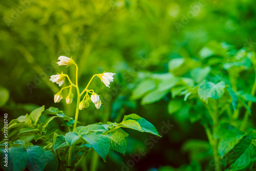 White flowers of flowering potato close-up. Vegetable garden with growing potatoes at sunset